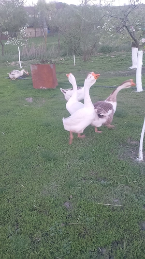 vand doi gascani holmogor metis - imagine 4