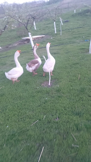 vand doi gascani holmogor metis