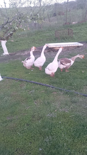 vand doi gascani holmogor metis - imagine 2