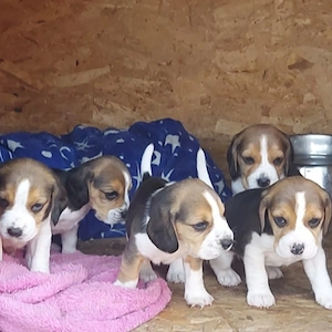 Beagle         . - imagine 2