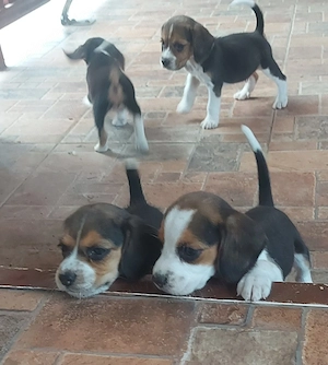 Beagle         . - imagine 4