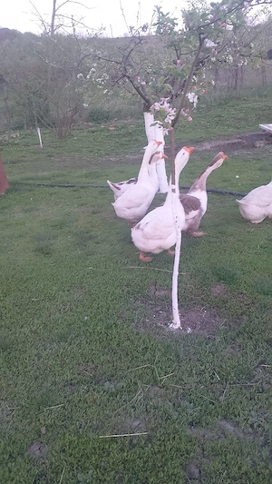 vand doi gascani holmogor metis - imagine 3