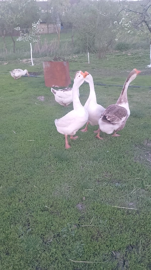 vand doi gascani holmogor metis - imagine 5