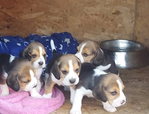 Beagle         . - imagine 3