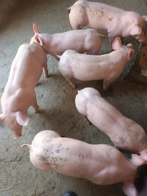 Vand purcei, vârsta 2 luni