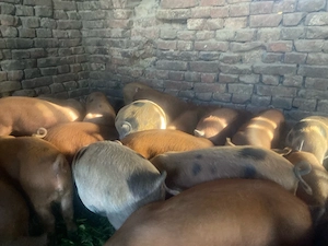 vand purcei 23 purcei de 9 saptamani - imagine 3