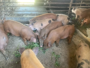 vand purcei 23 purcei de 9 saptamani - imagine 5