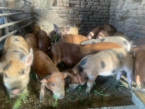 vand purcei 23 purcei de 9 saptamani - imagine 4