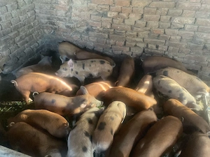 vand purcei 23 purcei de 9 saptamani - imagine 2