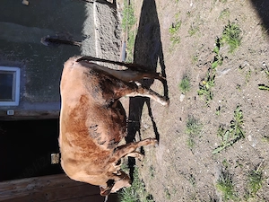 Vindem juninca bruna - imagine 4