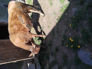 Vindem juninca bruna - imagine 5