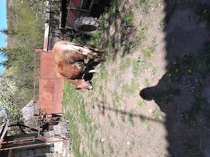 Vindem juninca bruna - imagine 2