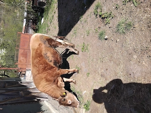 Vindem juninca bruna - imagine 3