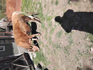 Vindem juninca bruna