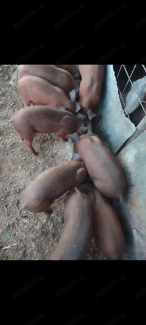 Purcei Duroc rasă pură  - imagine 2