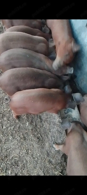 Purcei Duroc rasă pură  - imagine 3