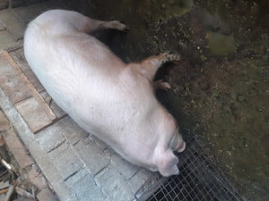 Porc de vanzare  - imagine 3