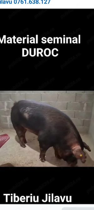 Purcei Duroc rasă pură  - imagine 4