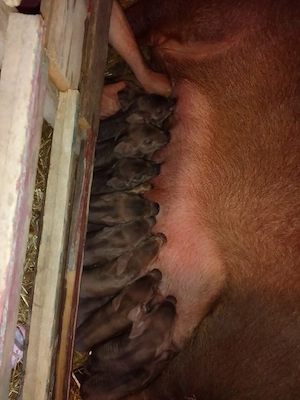 Purcei Duroc rasă pură  - imagine 5