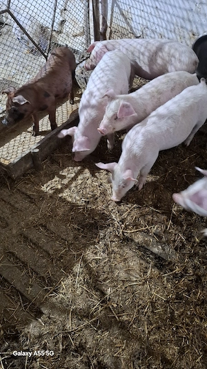 Purcei de vânzare  - imagine 3