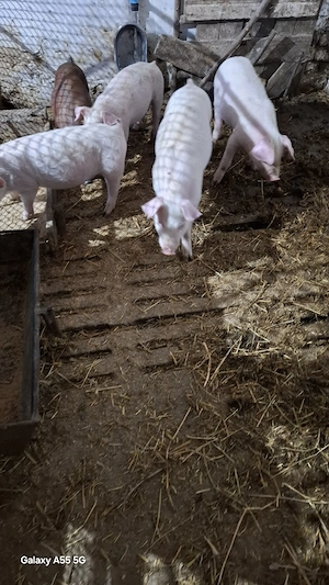 Purcei de vânzare  - imagine 2