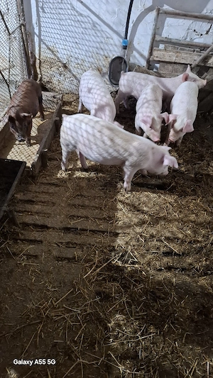 Purcei de vânzare  - imagine 5