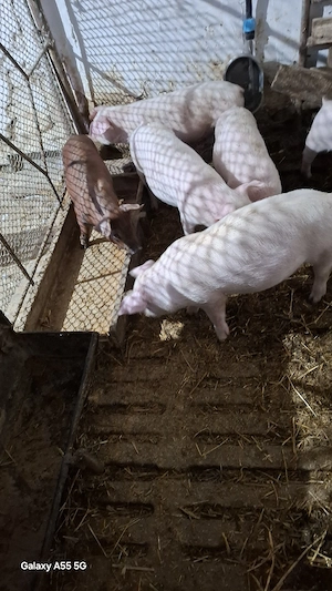 Purcei de vânzare 