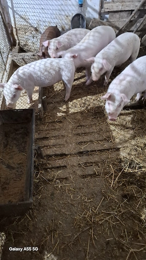 Purcei de vânzare  - imagine 4