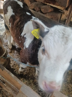 De vanzare vițel de 3 luni. - imagine 2
