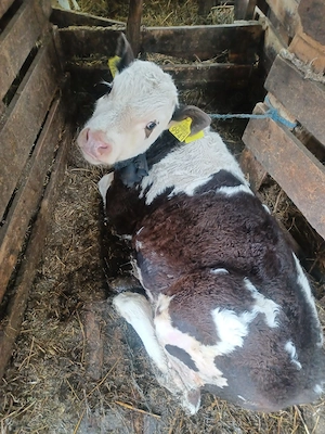 De vanzare vițel de 3 luni.