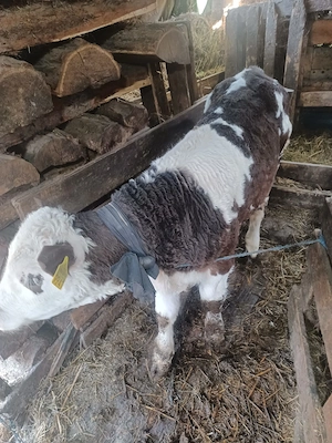 De vanzare vițel de 3 luni. - imagine 3