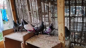 porumbei voiajori de vînzare în jur de 50 