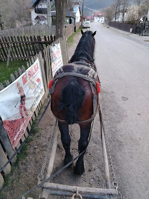 Vând armăsar de 5 ani garantat la tras  - imagine 4