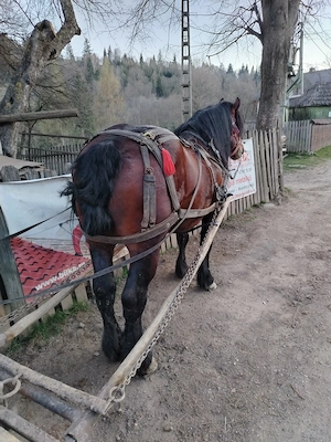 Vând armăsar de 5 ani garantat la tras  - imagine 2