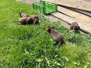 teckel de vanzare - imagine 2