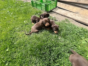 teckel de vanzare - imagine 3