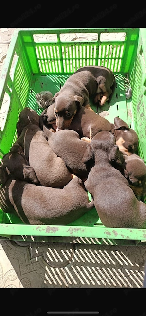 teckel de vanzare - imagine 4