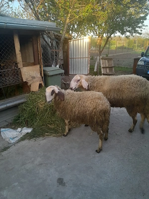 De vanzare - imagine 4