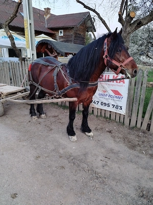 Vând armăsar de 5 ani garantat la tras  - imagine 3