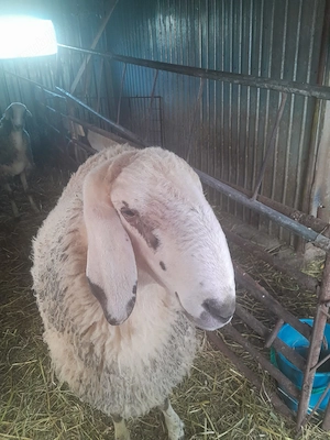 De vanzare - imagine 2