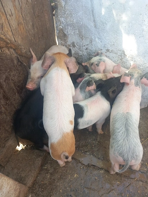 vind 8 purcei  - imagine 2