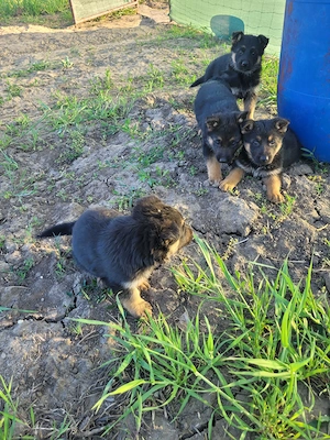 Catelusi de ciobanesti germani isi cauta o noua casa