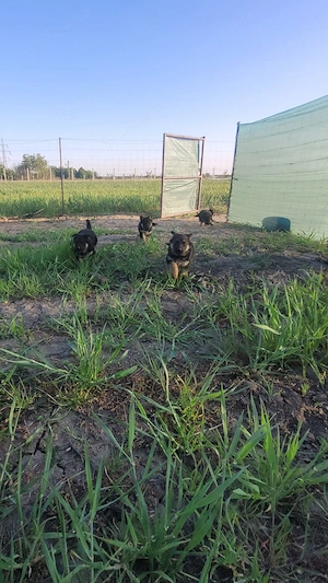 Catelusi de ciobanesti germani isi cauta o noua casa - imagine 2