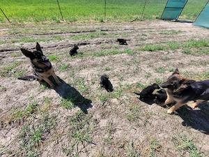 Catelusi de ciobanesti germani isi cauta o noua casa - imagine 5