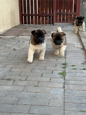 Pui de Akita American - imagine 4