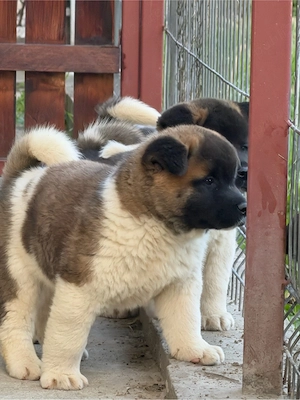 Pui de Akita American - imagine 5