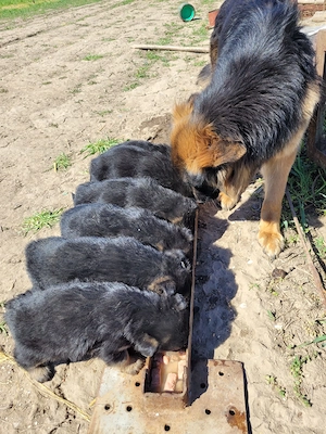 Catelusi de ciobanesti germani isi cauta o noua casa - imagine 4