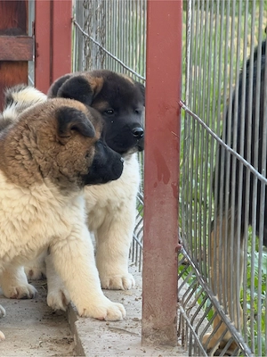 Pui de Akita American - imagine 3