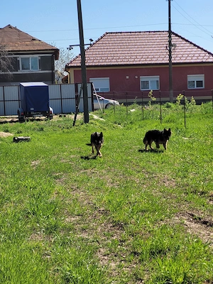 Catelusi de ciobanesti germani isi cauta o noua casa - imagine 3
