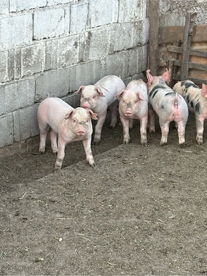 Vand purcei! - imagine 2